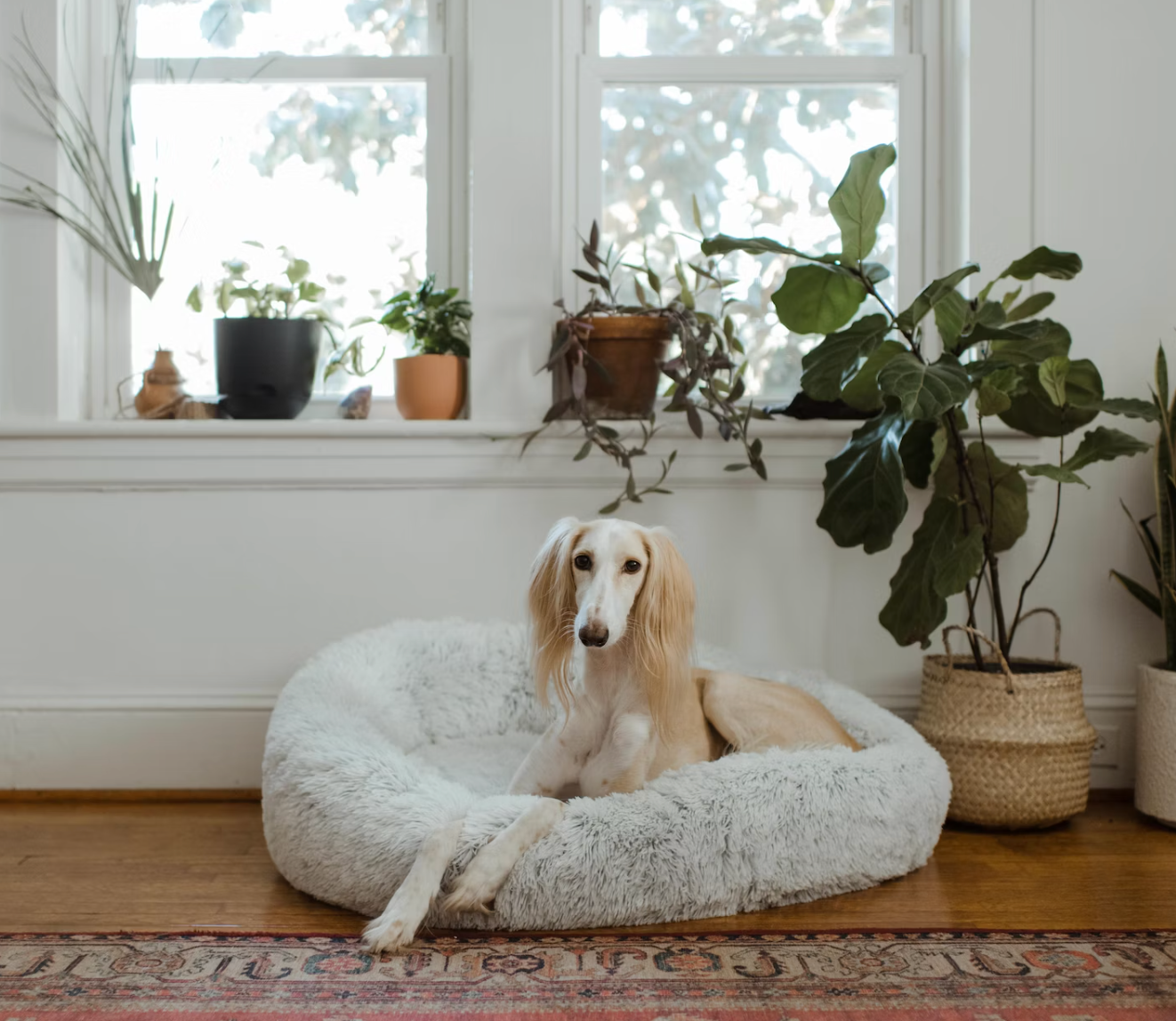 Fluffy Pet Lounger